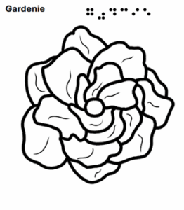 Gardenie - grafische Darstellung mit Text in Schrift und Braille 