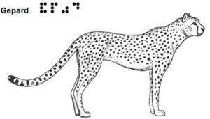 Gepard - grafische Darstellung mit Text in Schrift und Braille 