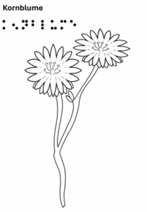Kornblume- grafische Darstellung mit Text in Schrift und Braille 