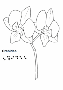 Orchidee - grafische Darstellung mit Text in Schrift und Braille 