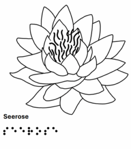 Seerose - grafische Darstellung mit Text in Schrift und Braille 