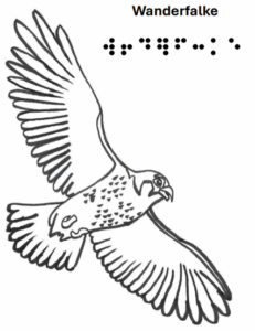 Wanderfalke fliegend - grafische Darstellung mit Text in Schrift und Braille 