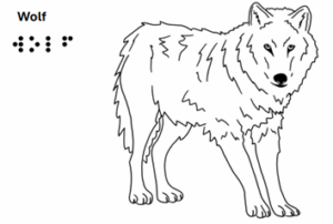 Wolf - grafische Darstellung mit Text in Schrift und Braille 